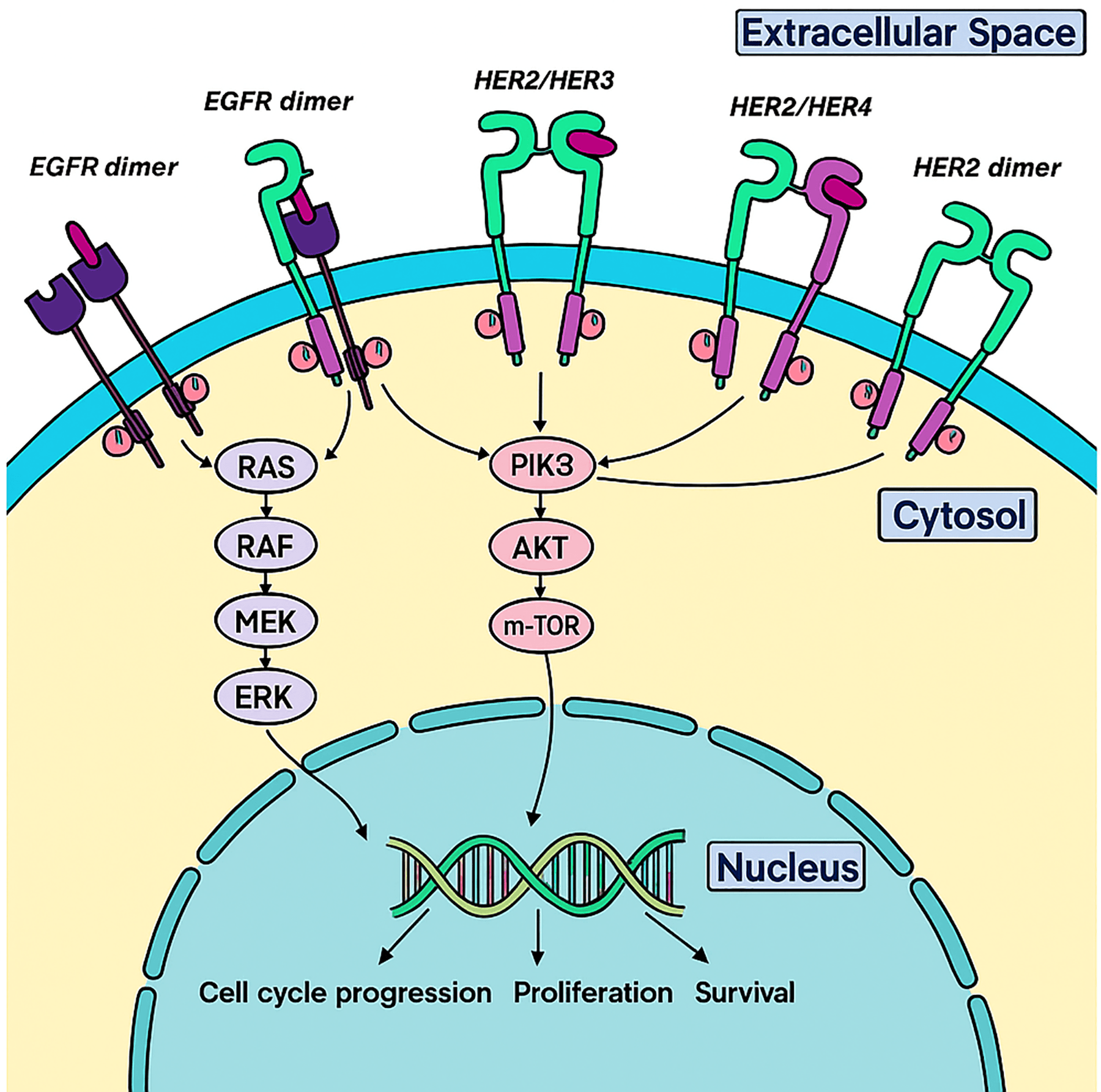 Figure 1. Downstream signaling pathway of the HER2 receptor.