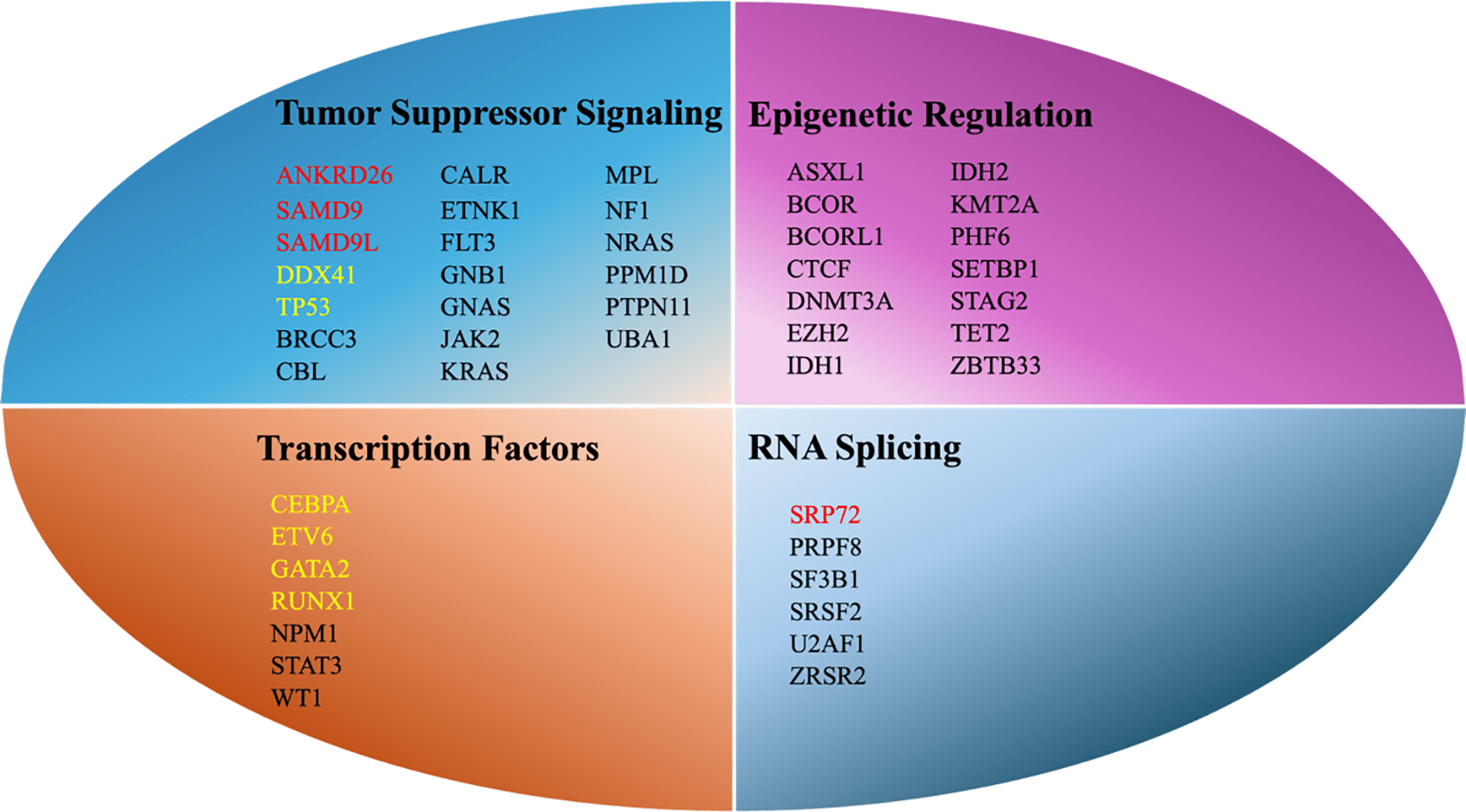 Figure 1. Key Mutational Pathways in MDS. In mutation annotation, black usually indicates somatic mutations, while red clearly denotes gemline mutations (requiring further confirmation with VAF); yellow may represent either somatic or germline mutations and requires comprehensive evaluation based on the specific locus and VAF. ASXL1, additional sex combs–like transcriptional regulator 1; DDX41, DEAD-box helicase 41; EZH2, enhancer of zeste homolog 2; IDH, isocitrate dehydrogenase; NRAS, NRAS proto-oncogene, GTPase; RUNX1, runt-related transcription factor 1; SAMD9/SAMD9L, sterile alpha motif domain–containing 9/sterile alpha motif domain–containing 9-like; SF3B1, splicing factor 3B subunit 1; SRSF2, serine/arginine-rich splicing factor 2; STAT3, signal transducer and activator of transcription 3; TET2, ten–eleven translocation methylcytosine dioxygenase 2; TP53, tumor protein p53; U2AF1, U2 small nuclear RNA auxiliary factor 1; ZRSR2, zinc finger RNA–binding motif and serine/arginine-rich protein 2; VAF, variant allele frequency; WT1, Wilms' tumor 1.
