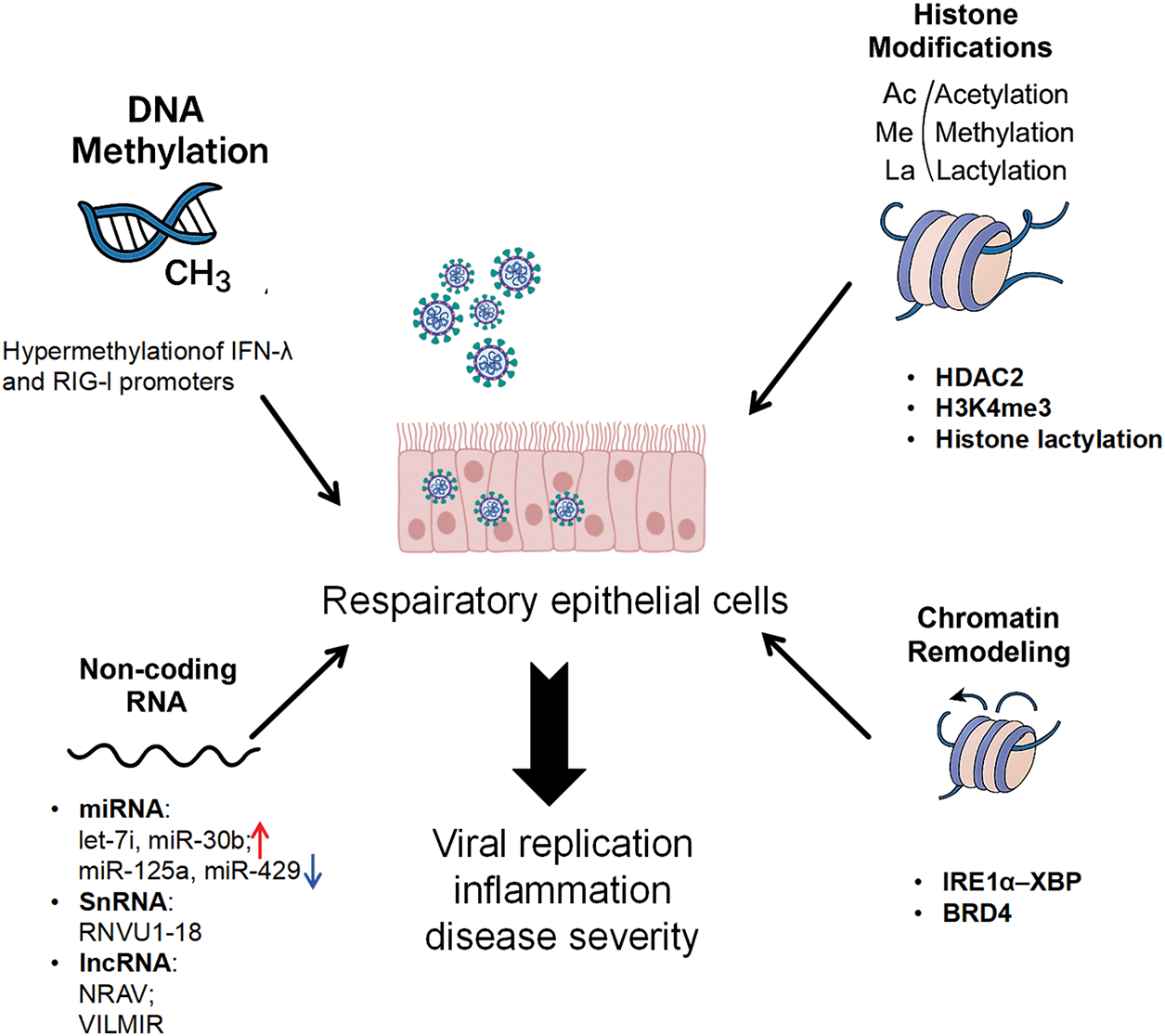 Figure 1. Epigenetic reprogramming of the airway epithelium during RSV infection. RSV reprograms its primary target, the respiratory epithelium, via four interconnected epigenetic axes that collectively govern viral replication, inflammation, and long-term airway pathology.