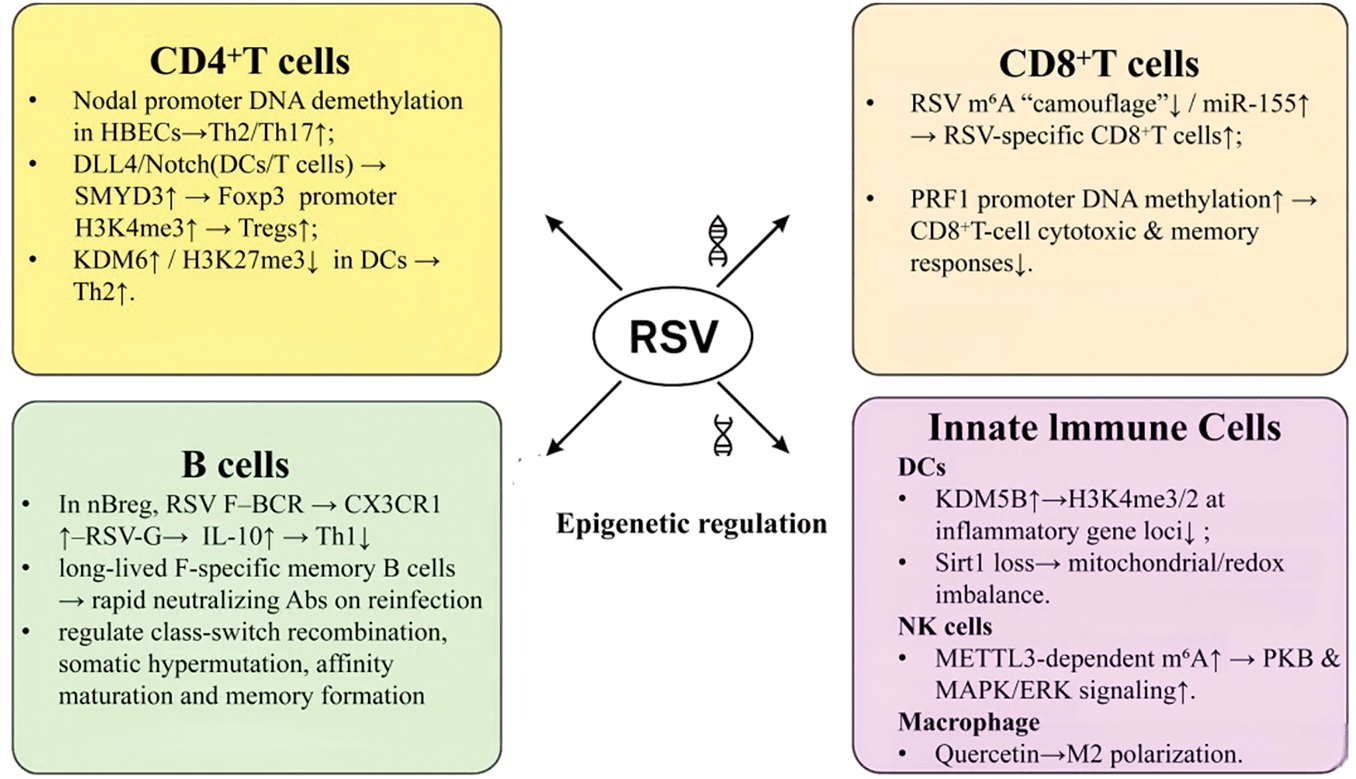 Figure 2. Epigenetic regulation of adaptive and innate immune responses to RSV infection. RSV infection induces a network of cell type–specific epigenetic alterations that collectively skew the immune response toward Th2 inflammation, impair cytotoxic memory, and elevate long-term asthma risk.