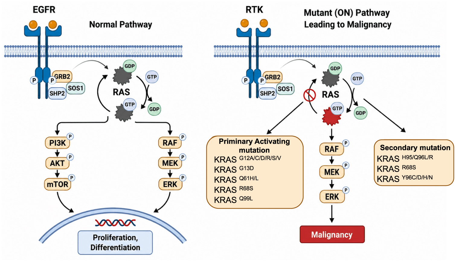 Figure 1. KRAS signaling and mechanisms of oncogenic activation and acquired resistance RAF, rapidly accelerated fibrosarcoma; MEK, mitogen-activated protein kinase kinase; ERK, extracellular signal-regulated kinase; PI3K, phosphoinositide 3-kinase; AKT, protein kinase B; mTOR, mechanistic target of rapamycin; KRAS, Kirsten rat sarcoma viral oncogene homolog.