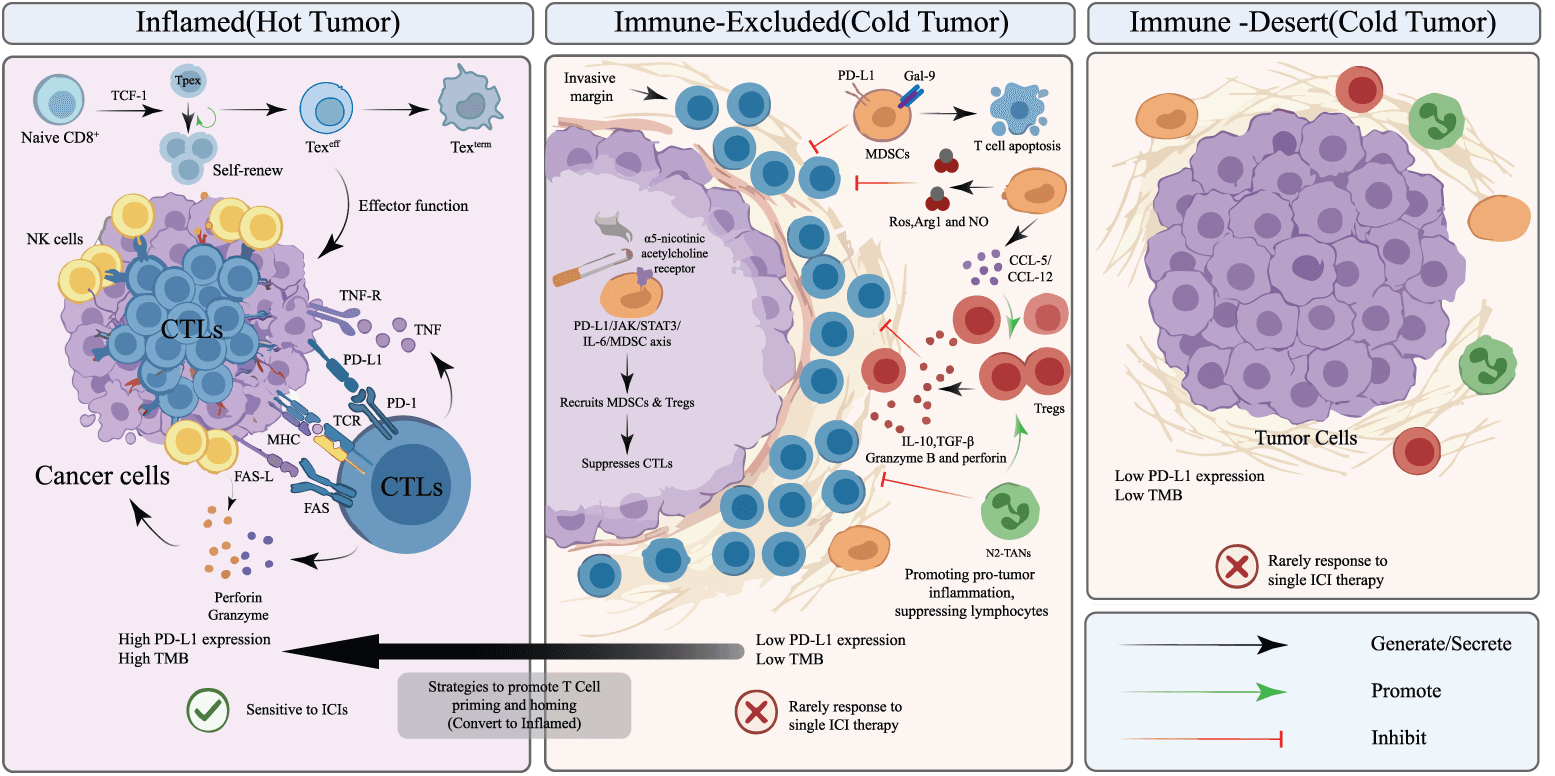 Figure 1. Conceptual framework of immune-inflamed, immune-excluded, and immune-desert tumor microenvironments. Immune-inflamed tumors contain intratumoral effector lymphocytes and are more likely to respond to immune checkpoint blockade, whereas stromal exclusion and paucity of tumor-reactive T cells may limit response. The categories are dynamic and overlapping rather than fixed. Abbreviations: Arg, arginase; α5-nAChR, α5 nicotinic acetylcholine receptor; CCL, C–C motif chemokine ligand; CTL, cytotoxic T lymphocyte; Fas, Fas cell surface death receptor; FasL, Fas ligand; Gal, galectin; ICI, immune checkpoint inhibitor; IL, interleukin; MDSC, myeloid-derived suppressor cell; MHC, major histocompatibility complex; NK, natural killer; NO, nitric oxide; PD-1, programmed cell death protein 1; PD-L1, programmed death-ligand 1; ROS, reactive oxygen species; STAT, signal transducer and activator of transcription; TAM, tumor-associated macrophage; TAN, tumor-associated neutrophil; TCF1, T-cell factor 1; TCR, T-cell receptor; Texeff, effector-exhausted T cell; Texterm, terminally exhausted T cell; TGF, transforming growth factor; TMB, tumor mutational burden; TME, tumor microenvironment; TNF, tumor necrosis factor; Tpex, progenitor-exhausted T cell; Treg, regulatory T cell.