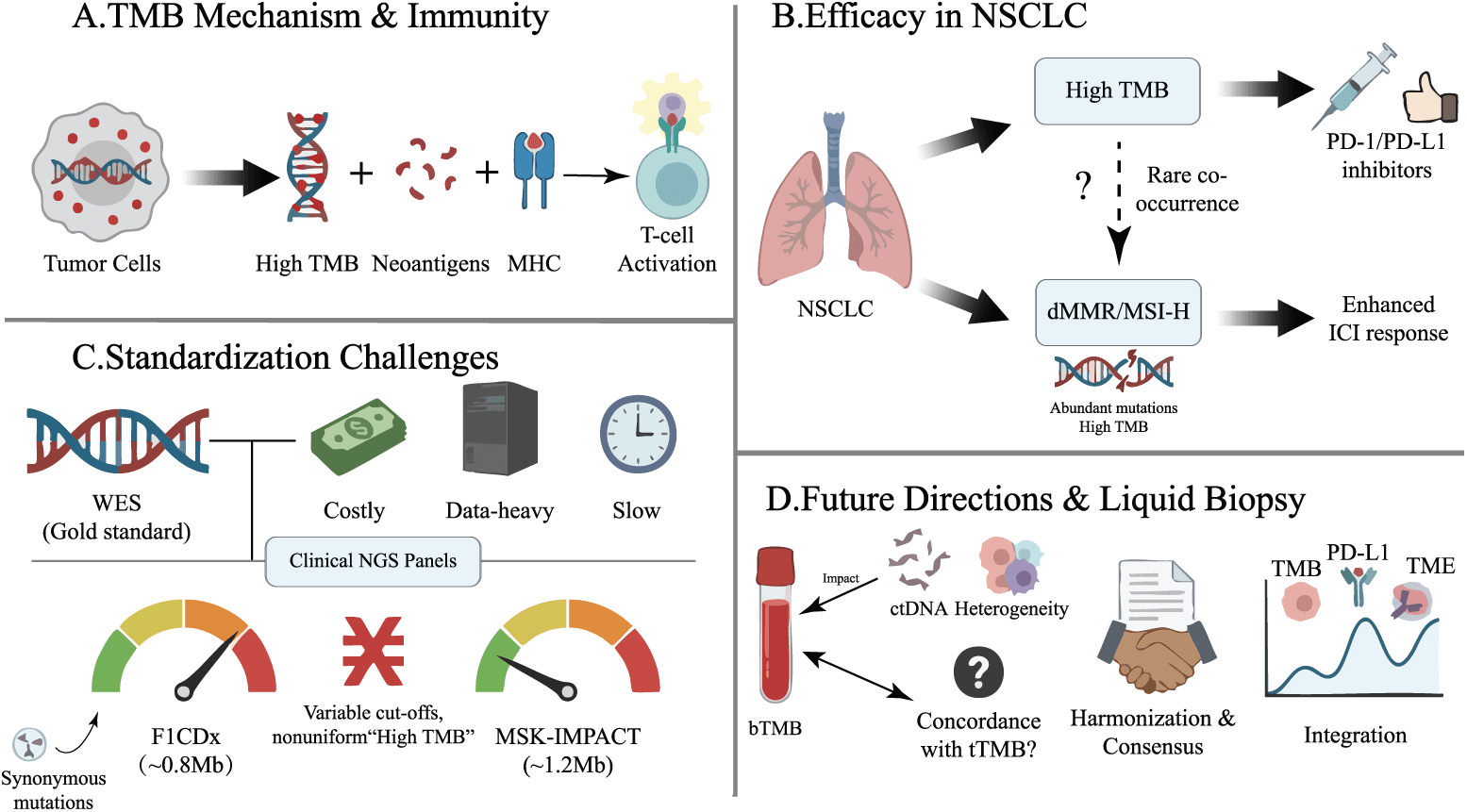 Figure 2. Tumor mutational burden (TMB) as a candidate biomarker in NSCLC. (A) Somatic nonsynonymous mutations can generate neoantigens that are presented through MHC molecules and recognized by T cells. (B) Higher TMB may enrich for response to ICIs, but its predictive value is context dependent; dMMR/MSI-H is uncommon in NSCLC. (C) Whole-exome sequencing is a research reference method, whereas clinical next-generation sequencing panels differ in genomic coverage and bioinformatic methods. (D) Tissue and blood TMB require assay-specific calibration, harmonization, and prospective validation. Abbreviations: bTMB, blood-based tumor mutational burden; ctDNA, circulating tumor DNA; dMMR, deficient mismatch repair; ICI, immune checkpoint inhibitor; MHC, major histocompatibility complex; MSI-H, microsatellite instability-high; NGS, next-generation sequencing; NSCLC, non-small cell lung cancer; PD-1, programmed cell death protein 1; PD-L1, programmed death-ligand 1; tTMB, tissue tumor mutational burden; TME, tumor microenvironment; WES, whole-exome sequencing.