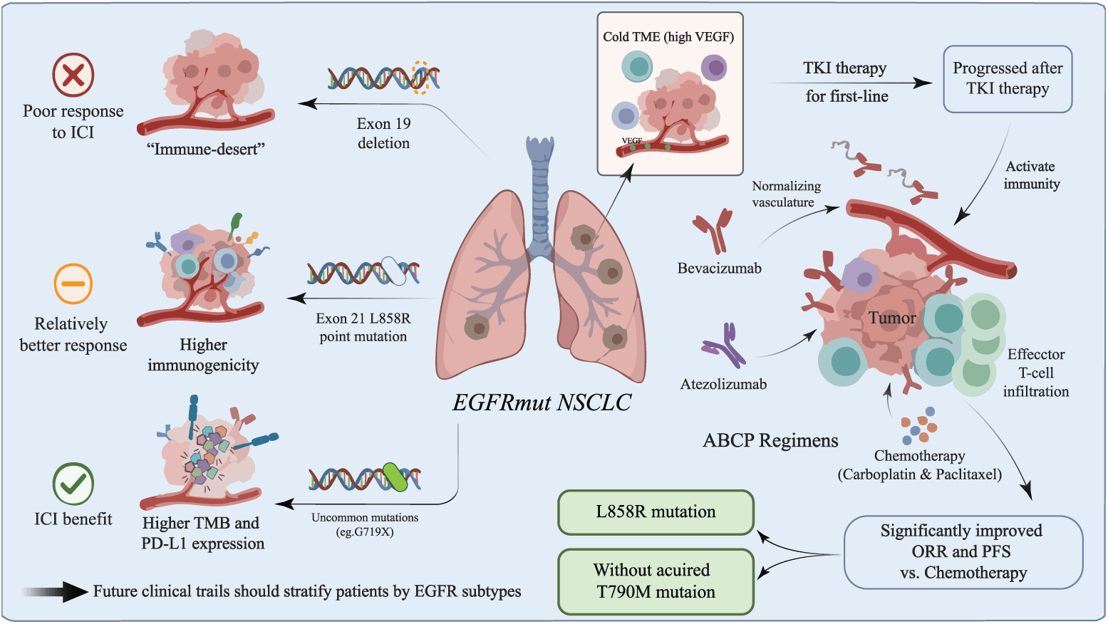 Figure 3. Heterogeneity of EGFR-mutant NSCLC and the rationale for combination therapy. ICI monotherapy generally has limited activity after EGFR TKI failure, although immune phenotype may vary by EGFR subtype, smoking exposure, and co-mutations. The ABCP regimen showed activity in exploratory subgroup analyses, but the relative contribution of each component and the optimal post-TKI strategy remain uncertain. Abbreviations: ABCP, atezolizumab, bevacizumab, carboplatin, and paclitaxel; EGFR, epidermal growth factor receptor; ICI, immune checkpoint inhibitor; ORR, objective response rate; PD-L1, programmed death-ligand 1; PFS, progression-free survival; TKI, tyrosine kinase inhibitor; TMB, tumor mutational burden; TME, tumor microenvironment; VEGF, vascular endothelial growth factor.