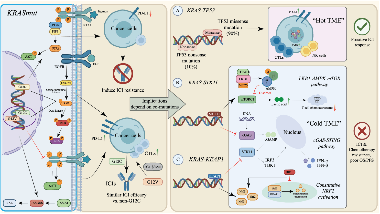 Figure 4. Heterogeneity of KRAS-mutant NSCLC and the influence of co-mutations on ICI outcomes. KRAS-TP53 co-mutation may be associated with a more inflamed phenotype in some cohorts, whereas STK11/LKB1 and KEAP1 alterations are associated with immune exclusion and adverse outcomes. These associations are not validated as standalone treatment-selection biomarkers. Abbreviations: AKT/PKB, protein kinase B; AMPK, AMP-activated protein kinase; ATP, adenosine triphosphate; cGAMP, 2′3′-cyclic GMP-AMP; cGAS, cyclic GMP-AMP synthase; CTL, cytotoxic T lymphocyte; EGF, epidermal growth factor; EGFR, epidermal growth factor receptor; EMT, epithelial–mesenchymal transition; ERK, extracellular signal-regulated kinase; GTP, guanosine triphosphate; ICI, immune checkpoint inhibitor; IFN, interferon; IRF3, interferon regulatory factor 3; KEAP1, kelch-like ECH-associated protein 1; KRAS, KRAS proto-oncogene, GTPase; MEK, mitogen-activated protein kinase kinase; MO25, mouse protein 25; mTORC, mechanistic target of rapamycin complex; NRF2, nuclear factor erythroid 2-related factor 2; NK, natural killer; OS, overall survival; PD-L1, programmed death-ligand 1; PFS, progression-free survival; PI3K, phosphatidylinositol 3-kinase; RAF, rapidly accelerated fibrosarcoma kinase; RAL, RAS-like protein; RAS, rat sarcoma virus family; RASGDS, RAS guanine nucleotide dissociation stimulator; ROS1, ROS proto-oncogene 1, receptor tyrosine kinase; RTK, receptor tyrosine kinase; STING, stimulator of interferon genes; STK11, serine/threonine kinase 11; STRAD, STE20-related kinase adaptor; TBK1, TANK-binding kinase 1; TMB, tumor mutational burden; TME, tumor microenvironment; TGF, transforming growth factor; TP53, tumor protein p53.