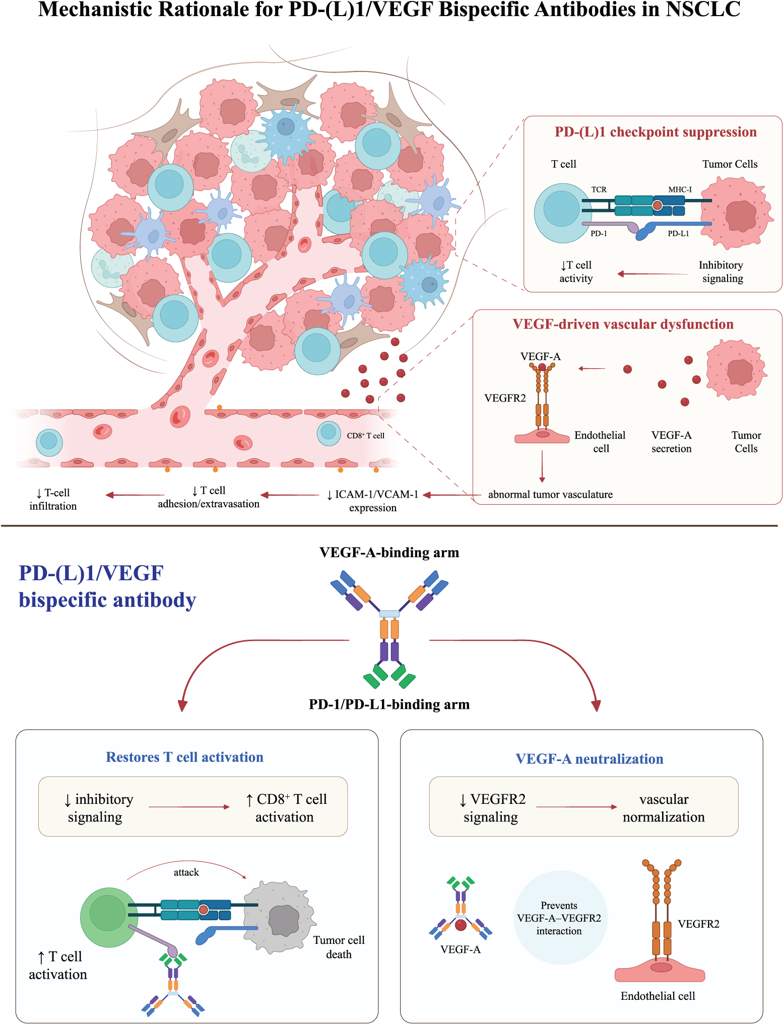 Figure 1. Mechanistic rationale for PD-(L)1/VEGF bispecific antibodies in non-small cell lung cancer.